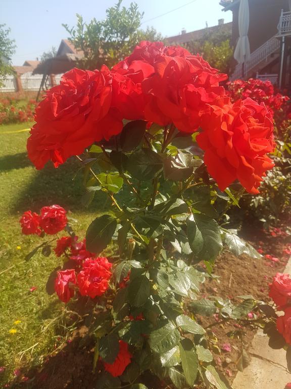 Guest House Rose Smederevska Palanka Buitenkant foto
